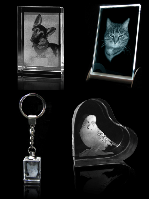 Eine Collage mit Tierfotos