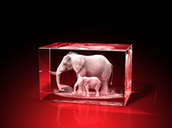 Elefantenspaziergang - Quader – Elefanten Bilder von GLASFOTO.COM