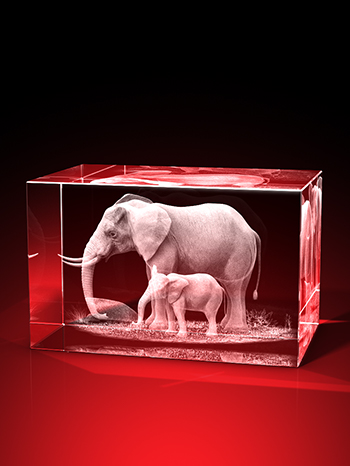 elefanten bilder, 3D Tiere, Tiere in Glas, GLASFOTO.COM