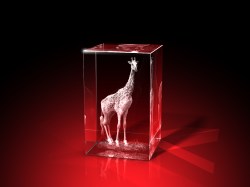 Hohe Giraffe - Quader – Giraffen Bilder von GLASFOTO.COM