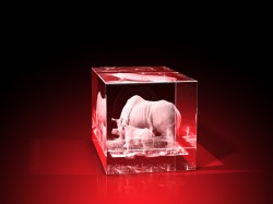 nashorn bilder, 3D Tiere, Tiere in Glas, geschenke für tierfreunde, GLASFOTO.COM