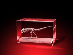 T-Rex - Quader 80 x 50 x 50 mm – GLASFOTO.COM