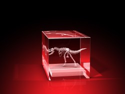 T-Rex - Quader 80 x 50 x 50 mm – GLASFOTO.COM