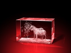 Zebras_Quader_50x80x50_quer_einzeln