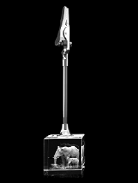Elefanten - Memohalter – 3D Tiere von GLASFOTO.COM