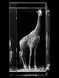 Giraffe - Quader – Giraffen Bilder bei GLASFOTO.COM