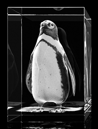 Pinguin - Quader – Pinguin Bilder von GLASFOTO.COM