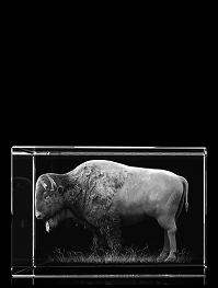 Bison - Quader – Bison Bilder bei GLASFOTO.COM