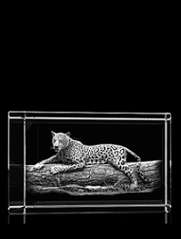 Leopardenstammbaum - Quader – Leoparden Bilder von GLASFOTO.COM
