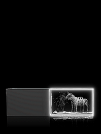 Zebras – USB Stick mit Gravur, LED weiß, 4GB